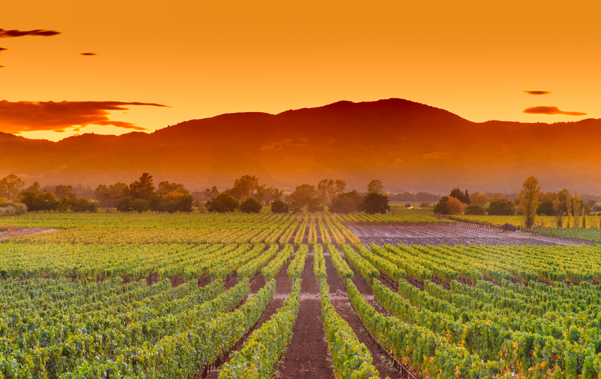 Sommelier Secrets: A Tasting Tour of Santa Barbara & Los Olivos
